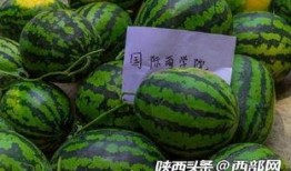 今日吃瓜